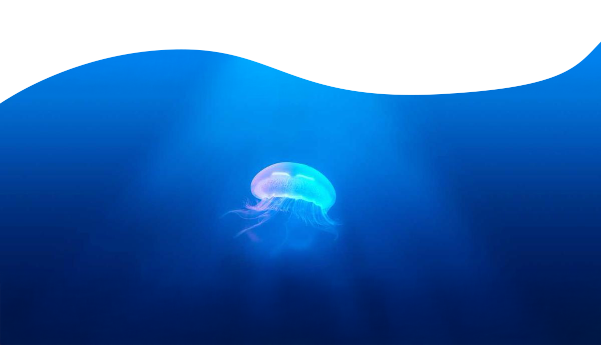 Jellyfish roaming in the sea