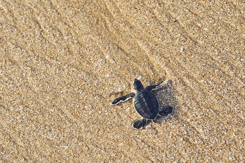 Baby turtle laying on the beach